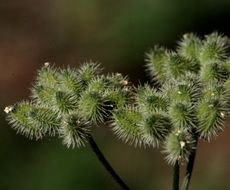 Sivun Torilis arvensis (Hudson) Link kuva