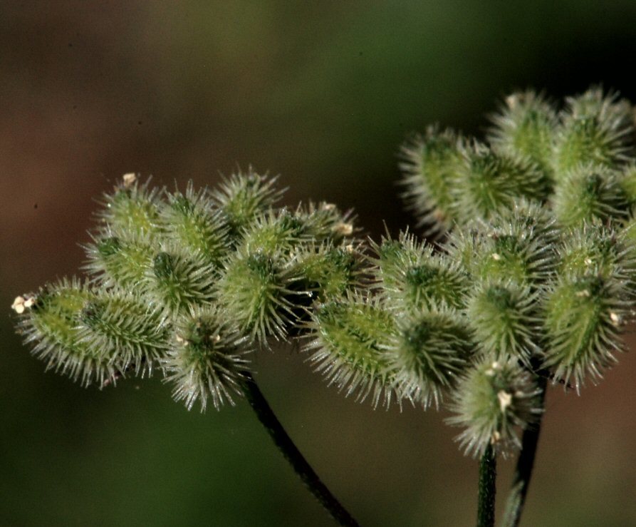 Image of spreading hedgeparsley