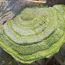 Plancia ëd Trametes hirsuta (Wulfen) Lloyd 1924