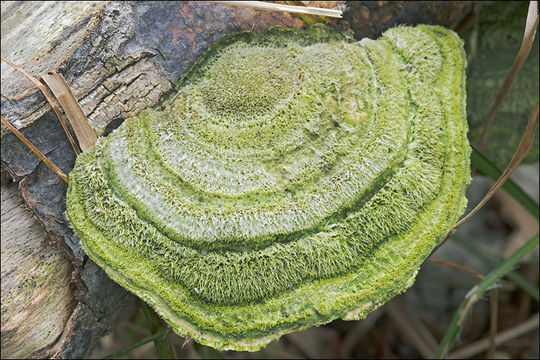 Imagem de Trametes hirsuta (Wulfen) Lloyd 1924