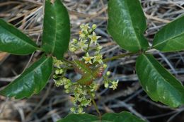 Image of Pacific poison oak