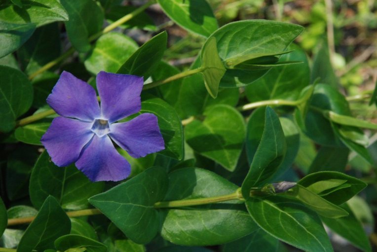 Image of Greater Periwinkle