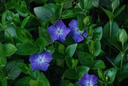 Image of Greater Periwinkle