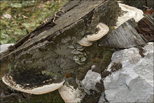 صورة Trametes gibbosa (Pers.) Fr. 1838