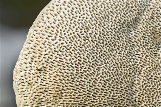 Image of Trametes gibbosa (Pers.) Fr. 1838