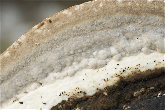 صورة Trametes gibbosa (Pers.) Fr. 1838