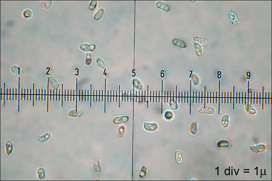 Image of Trametes gibbosa (Pers.) Fr. 1838