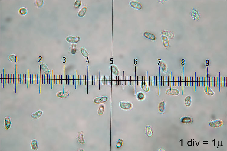 صورة Trametes gibbosa (Pers.) Fr. 1838