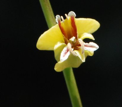 Image of milkwort jewelflower