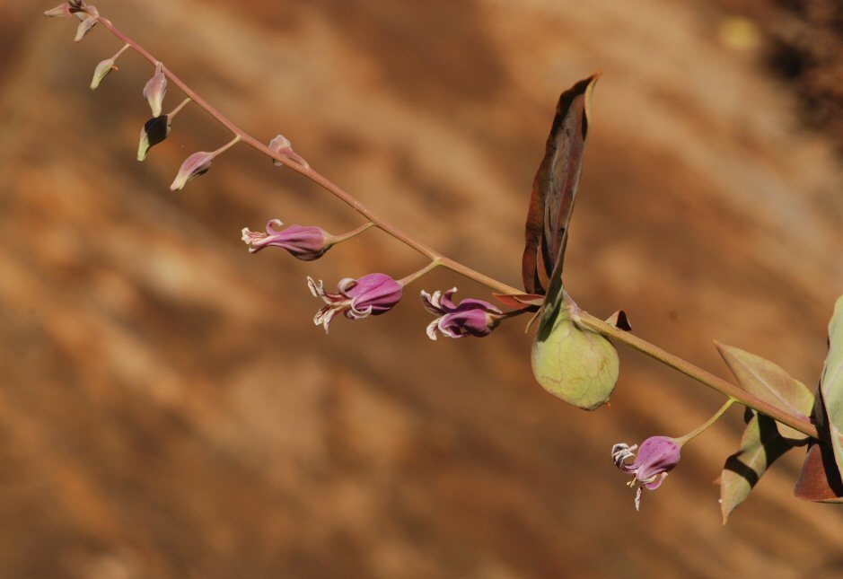 Слика од Streptanthus tortuosus Kellogg