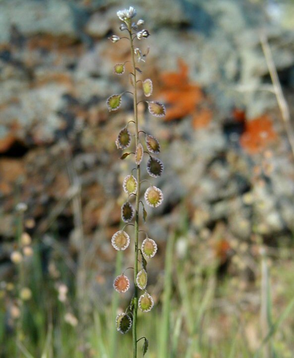 Image of sand fringepod