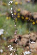 Image of sand fringepod