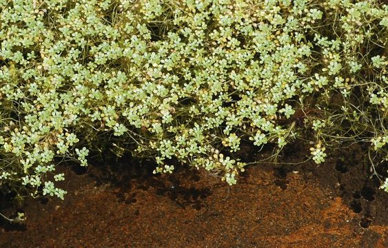 Image of Bolander's water-starwort