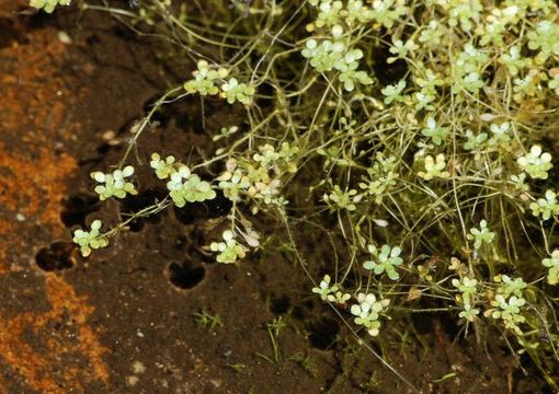 Image of Bolander's water-starwort