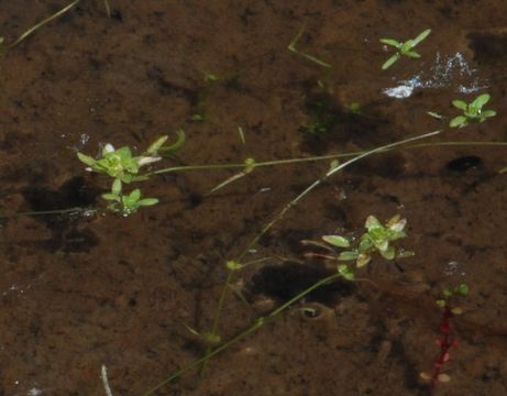 Image of Bolander's water-starwort