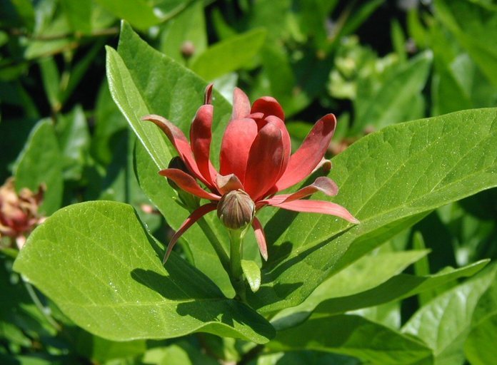 Image of western sweetshrub