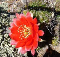 Image de Echinopsis hertrichiana (Backeb.) D. R. Hunt