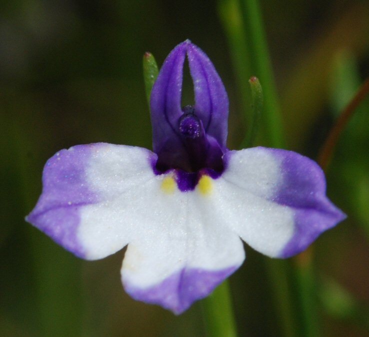 Image of Sierran Calico-Flower