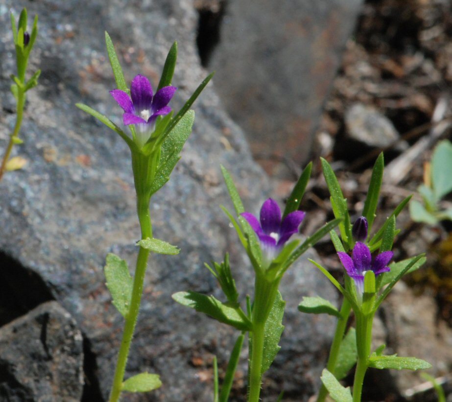 Image of Common Bluecup