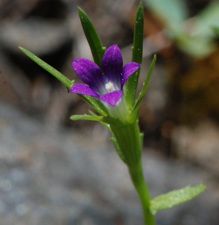 Image of Common Bluecup