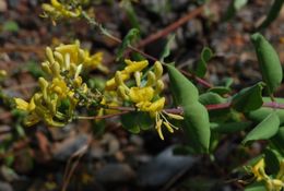 Image of chaparral honeysuckle