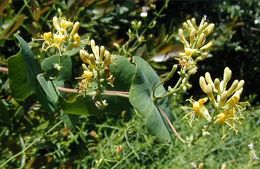 Image of chaparral honeysuckle