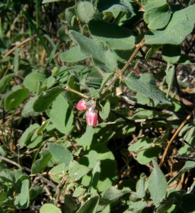 Image of creeping snowberry