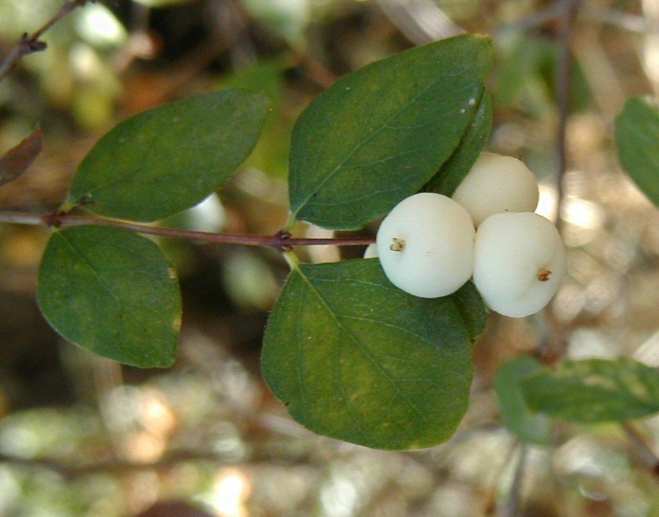 Image of creeping snowberry