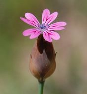 صورة Petrorhagia dubia (Raf.) G. López González & Á. M. Romo