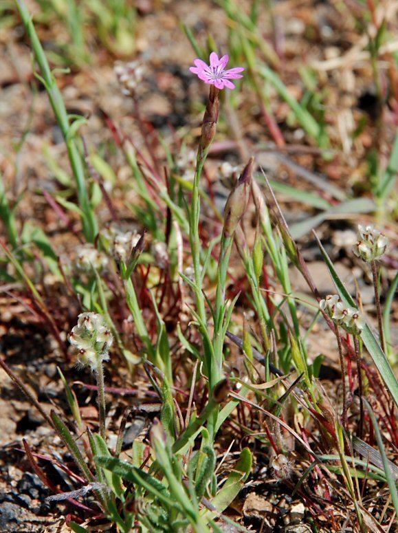 صورة Petrorhagia dubia (Raf.) G. López González & Á. M. Romo