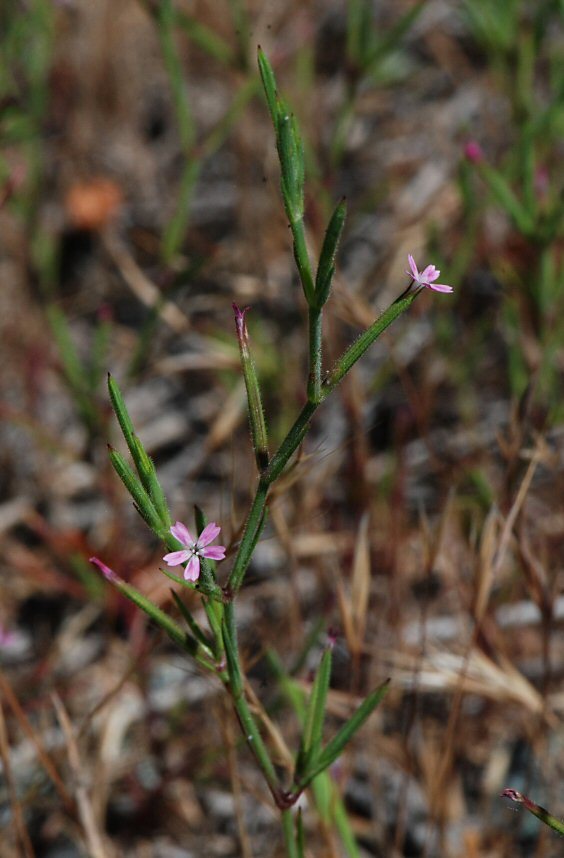 Image of velezia