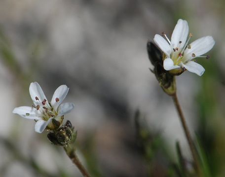 Image of King's rosy sandwort