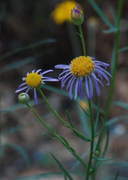 Image of Hartweg's fleabane