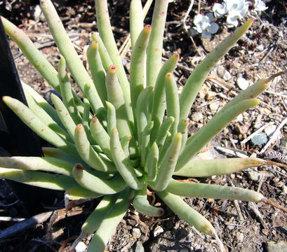 Image of Ladies' fingers