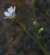 Image of field chickweed