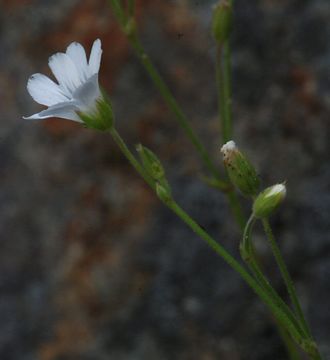 Imagem de Cerastium arvense subsp. strictum (L.) Gaudin