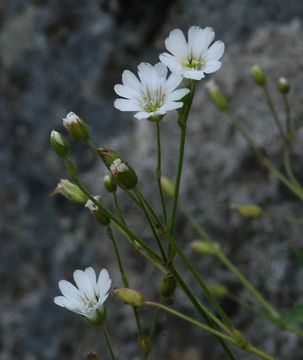 Imagem de Cerastium arvense subsp. strictum (L.) Gaudin