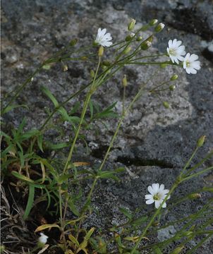 Imagem de Cerastium arvense subsp. strictum (L.) Gaudin