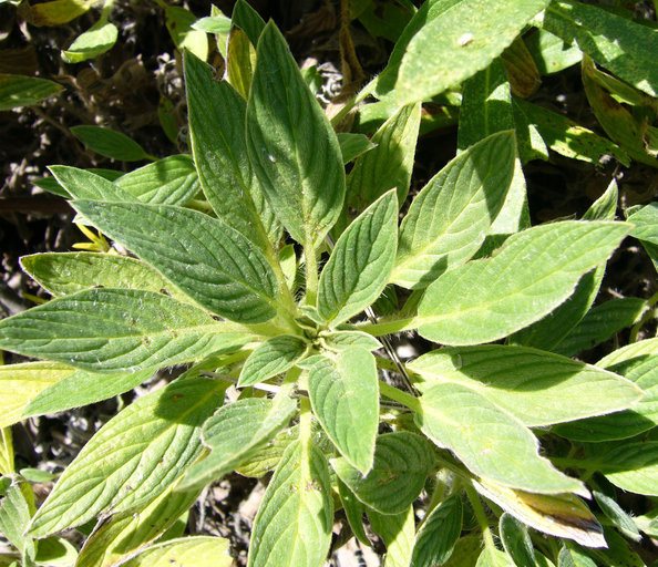 Image of California phacelia