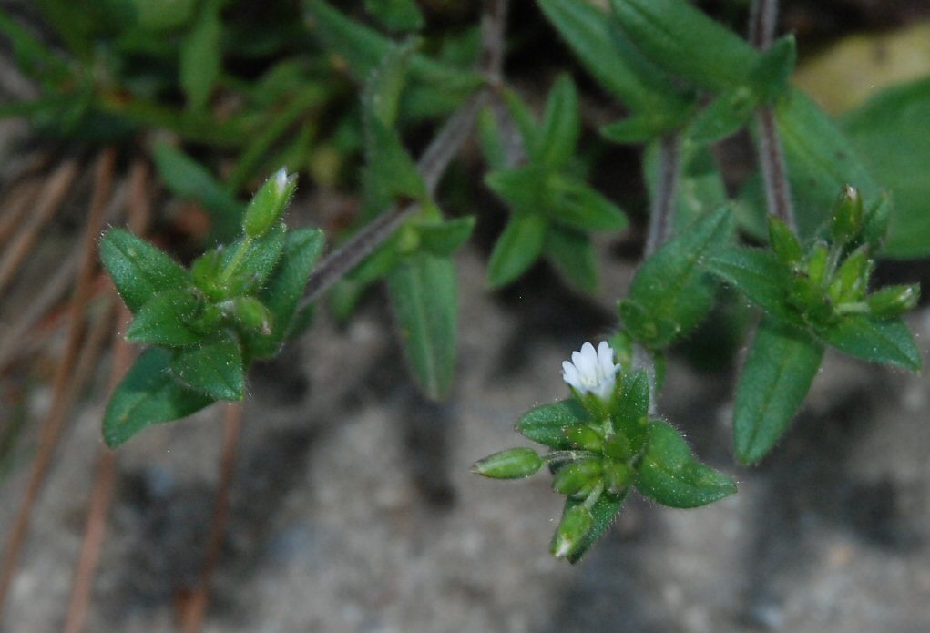 صورة <i>Cerastium fontanum</i> ssp. <i>vulgare</i>