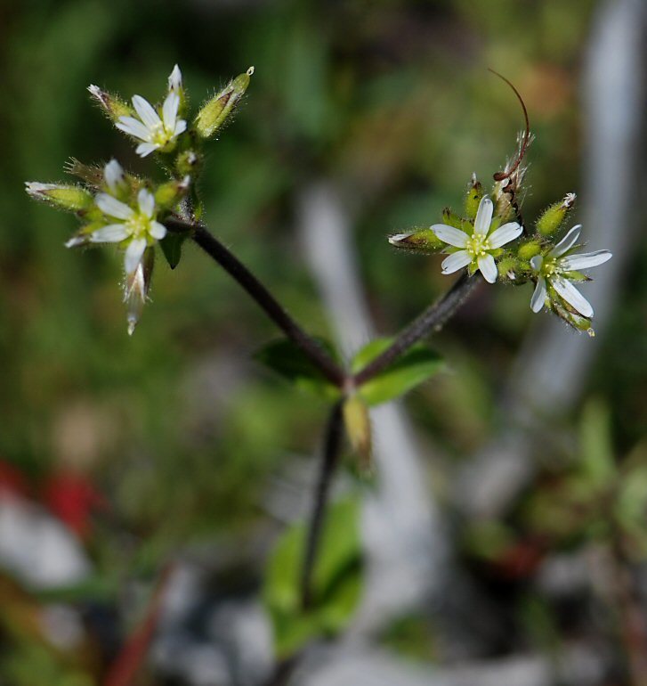 Image of sticky chickweed