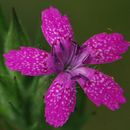 Image of <i>Dianthus <i>armeria</i></i> ssp. armeria