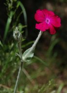 Image of <i>Lychnis coronaria</i>