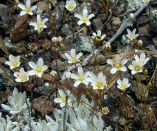 Image of <i>Minuartia douglasii</i>