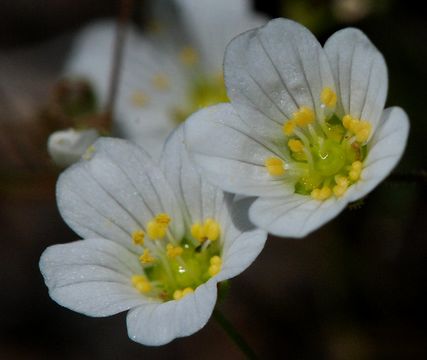 Image of <i>Minuartia douglasii</i>