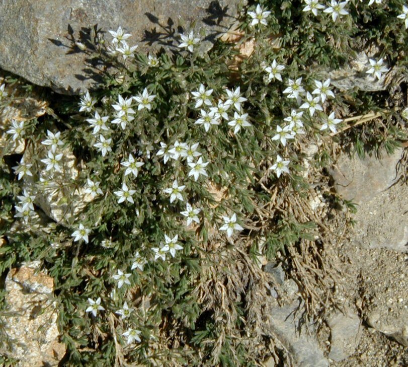 Image of <i>Minuartia nuttallii</i> ssp. <i>gracilis</i>