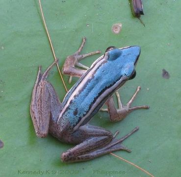 Image of Common Green Frog