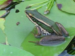 Image of Common Green Frog