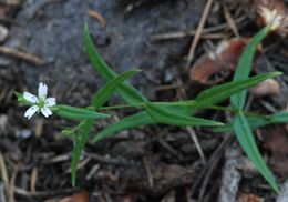 Image de Pseudostellaria jamesiana (Torrey) W. A. Weber & R. Hartman