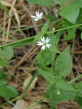 Image of tuber starwort